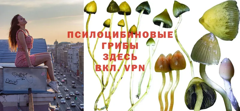 Галлюциногенные грибы Magic Shrooms  где можно купить   Аркадак 